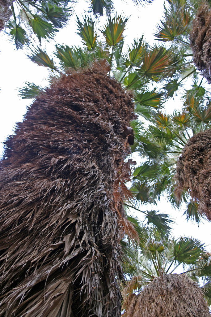 Borrego Palm Canyon Oasis (3370)