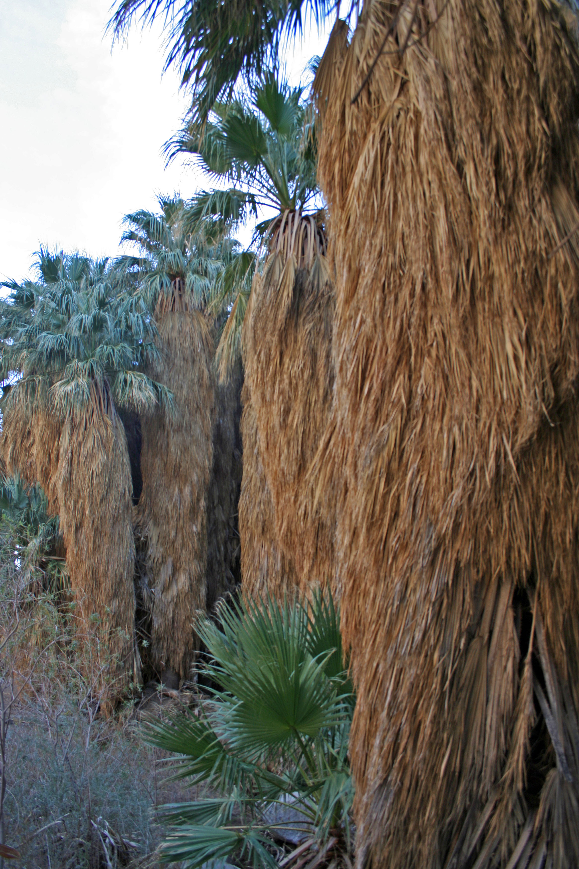 Borrego Palm Canyon Oasis (3374)