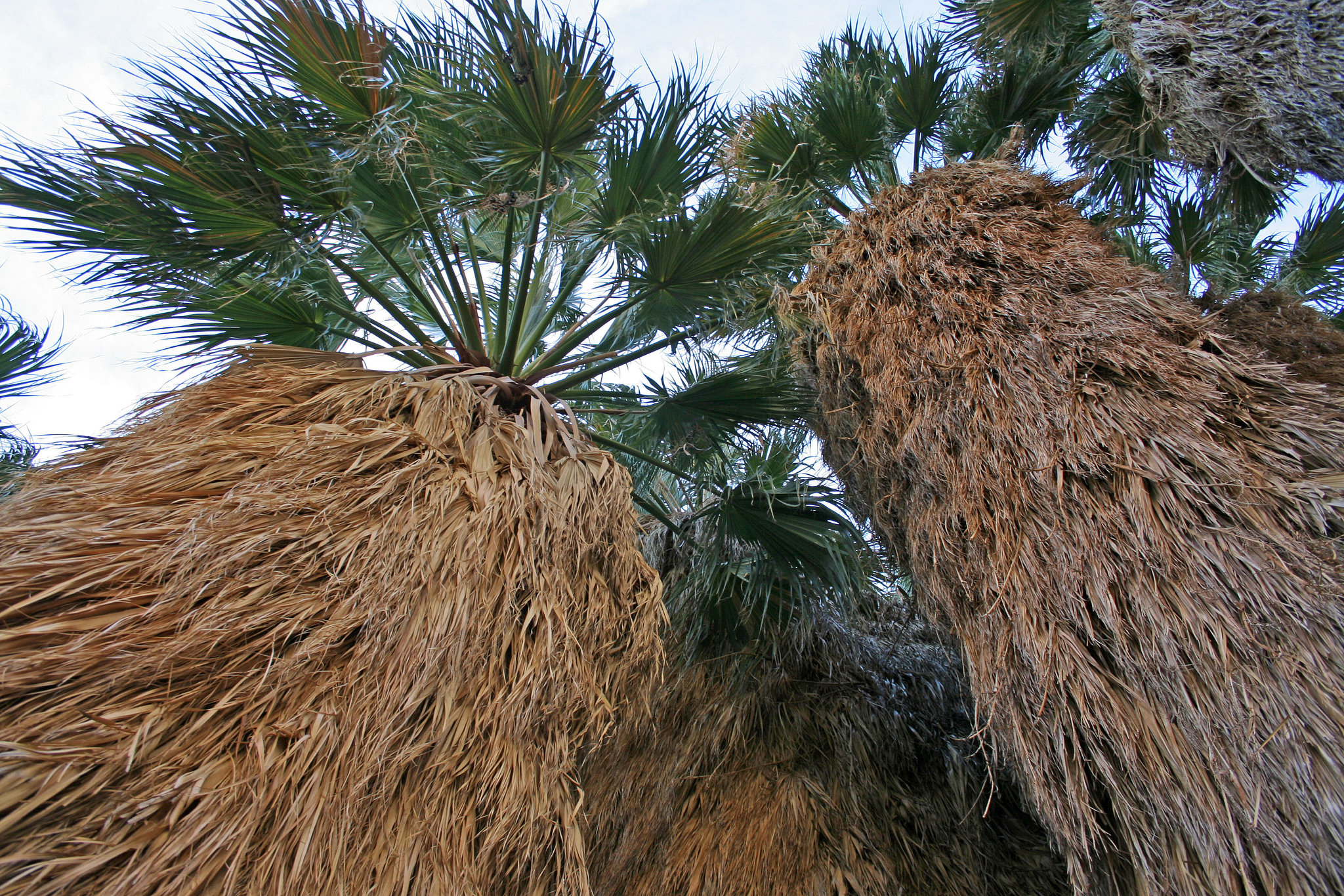 Borrego Palm Canyon Oasis (3375)