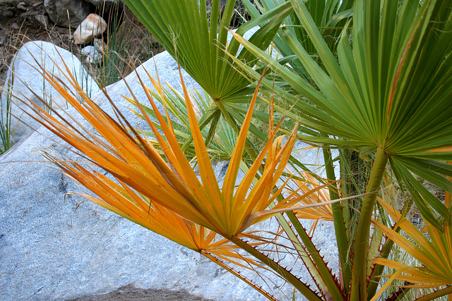 Palm Fronds (3377)