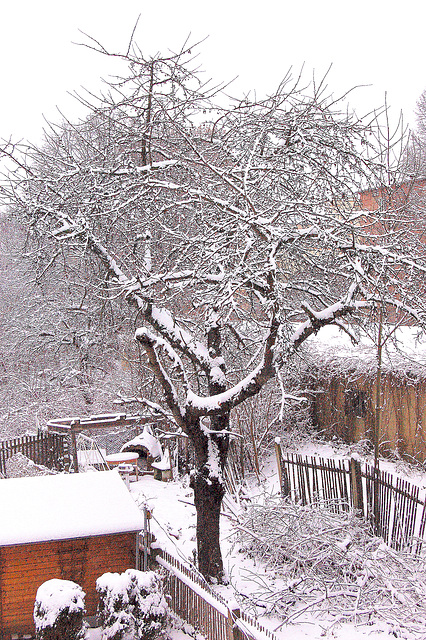 najbara ĝardeno vintre - Nachbarsgarten im Winter