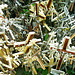 2005-07-27 12 UK Vilno, monto de krucoj apud Siauliai
