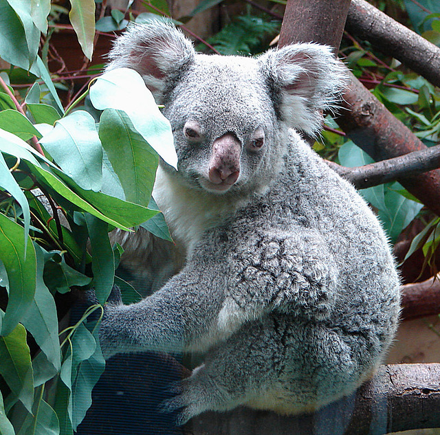 20060901 0632DSCw [D-DU] Koala (Phascolarctos cinereus), Zoo Duisburg