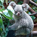 20060901 0632DSCw [D-DU] Koala (Phascolarctos cinereus), Zoo Duisburg