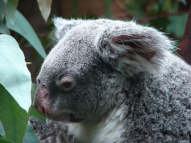 20060901 0633DSCw [D-DU] Koala (Phascolarctos cinereus)