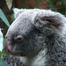 20060901 0633DSCw [D-DU] Koala (Phascolarctos cinereus)