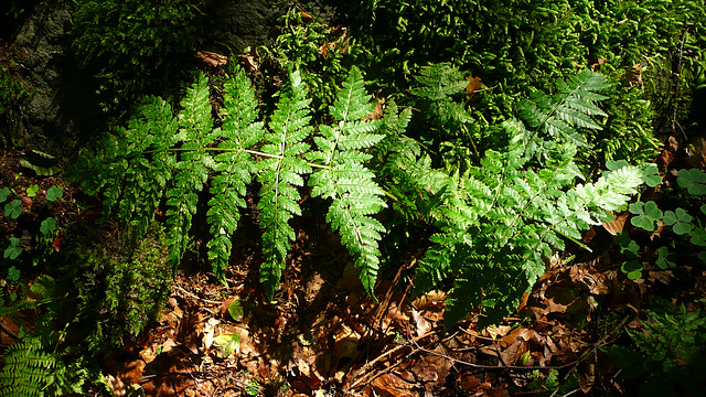 Licht und Stille im Wald