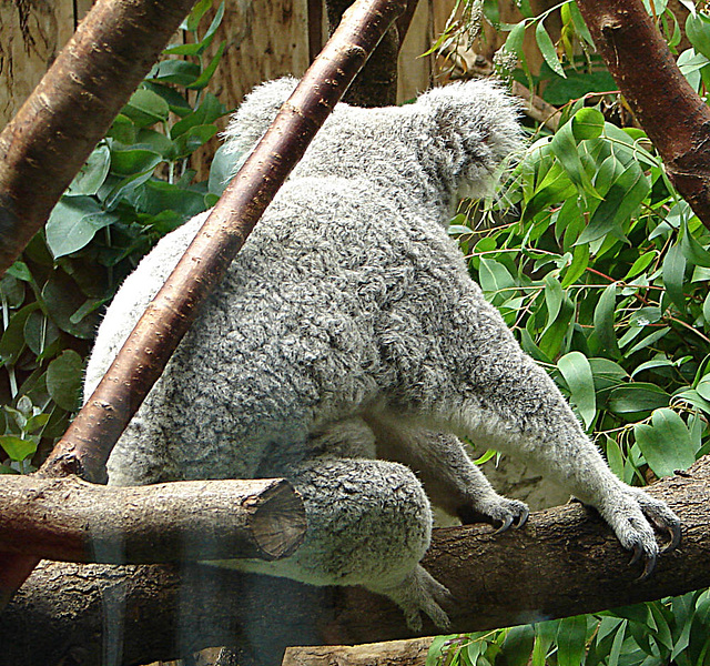 20060901 0634DSCw [D-DU] Koala (Phascolarctos cinereus), Zoo Duisburg