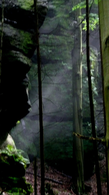 Licht und Stille im Wald