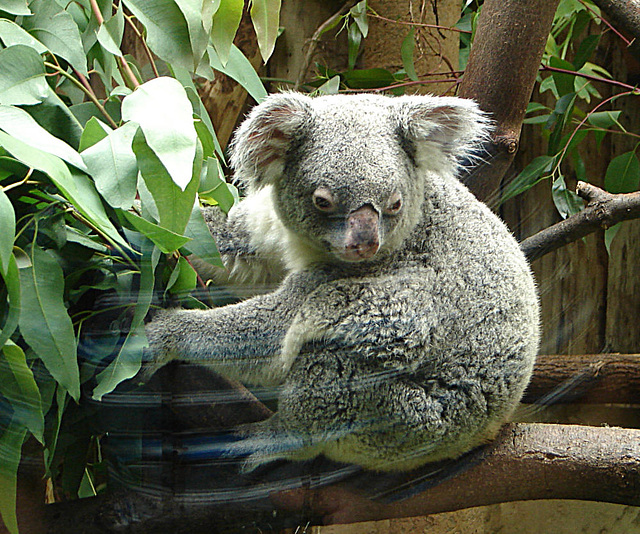 20060901 0635DSCw [D-DU] Koala (Phascolarctos cinereus), Zoo Duisburg