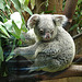 20060901 0635DSCw [D-DU] Koala (Phascolarctos cinereus), Zoo Duisburg