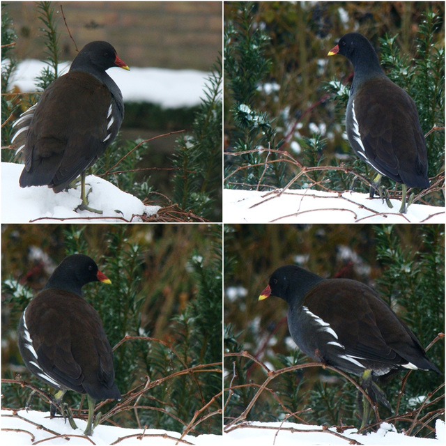 Wow!..A moorhen on my roof today!!