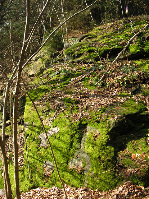 Licht im Wald