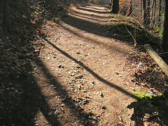 Licht und Stille im Wald