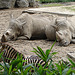 20060901 0636DSCw [D-DU] Breitmaulnashorn (Ceratotherium simum) + Steppenzebra (Equus quagga), Zoo Duisburg