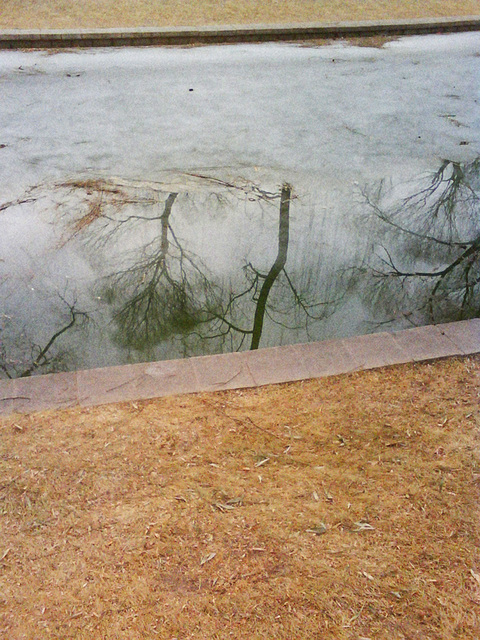 Winter trees