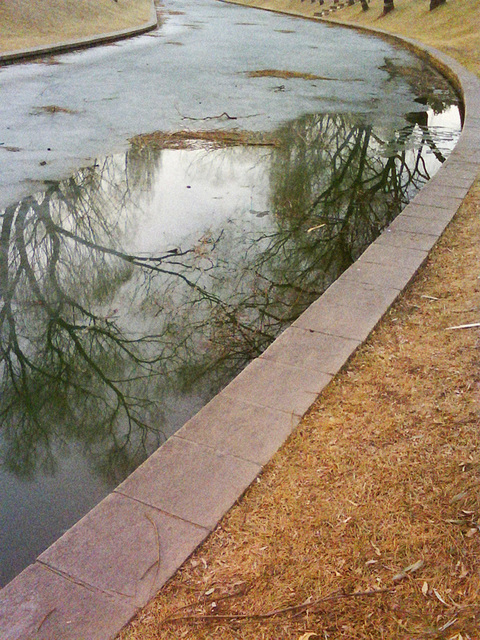 Winter trees