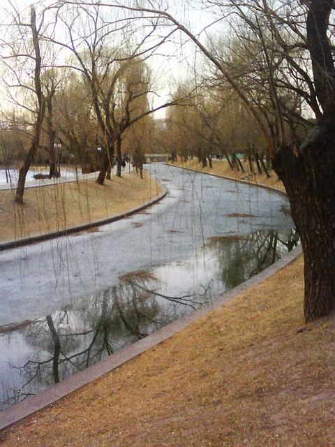 Winter trees