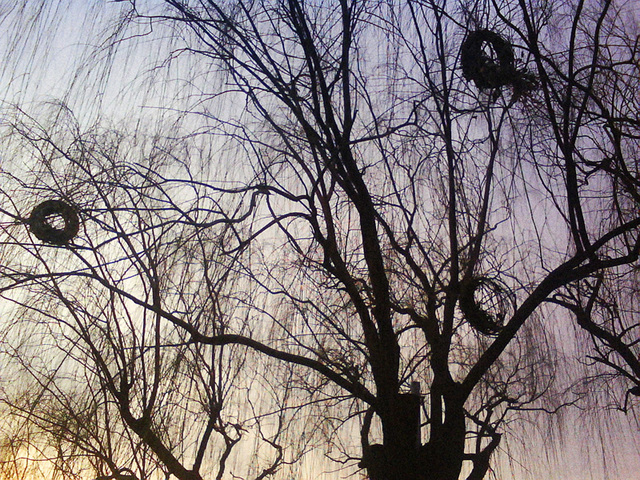 Winter trees