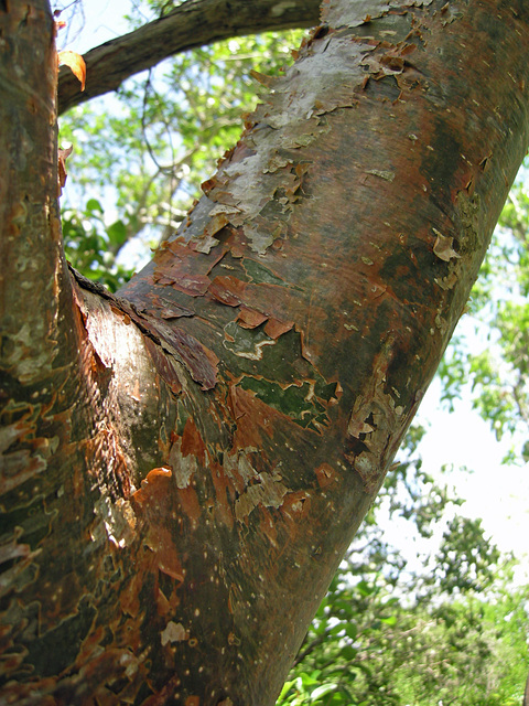 Gumbo Limbo