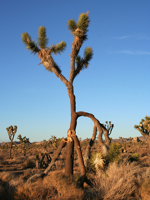 Joshua Tree (3041)