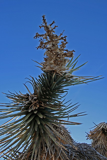 Joshua Tree (3049)