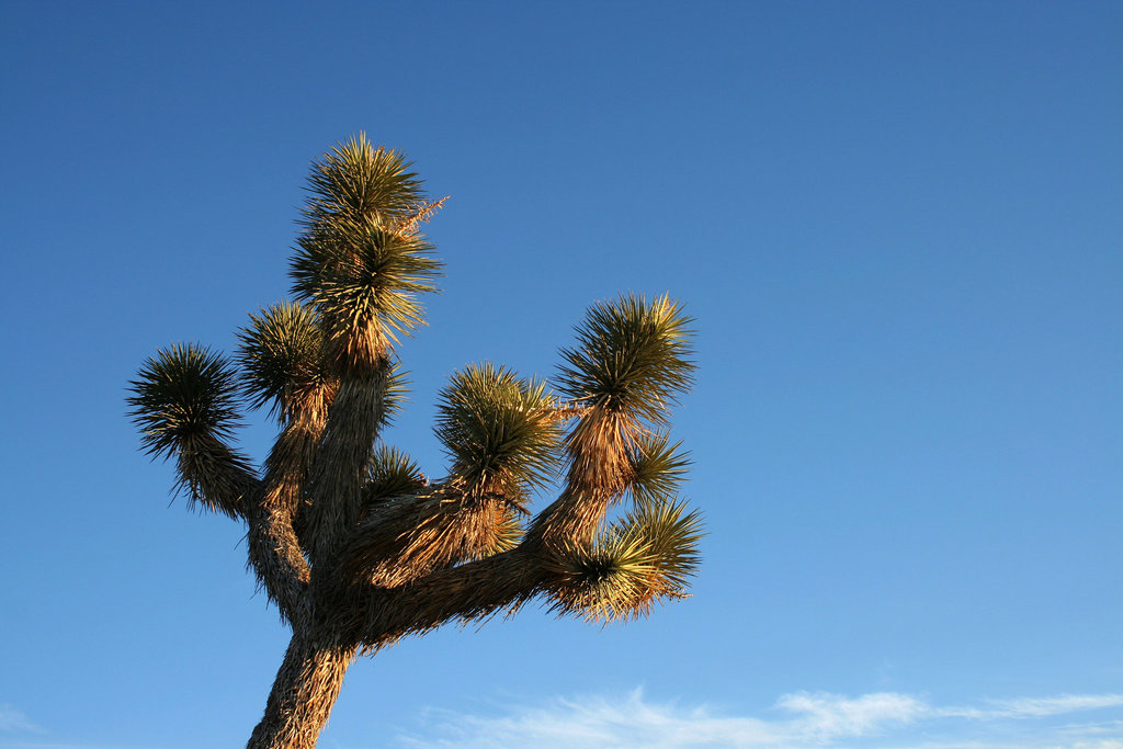 Joshua Tree (3050)