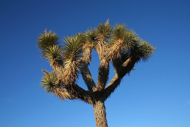 Joshua Tree (3051)