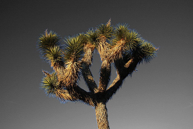 Joshua Tree (3051A)