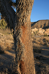 Joshua Tree (3052)