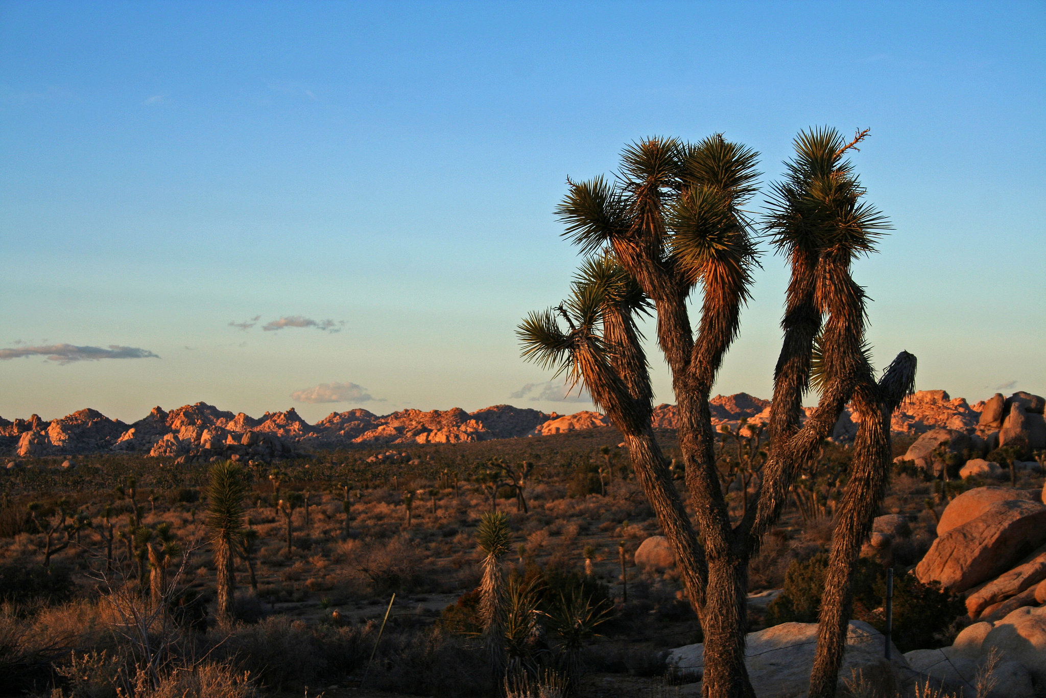 Joshua Tree (3067)