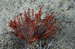 Joshua Tree N.P. (3092)