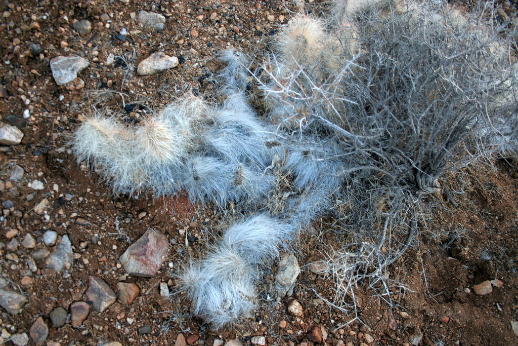 Joshua Tree N.P. Cactus (3093)