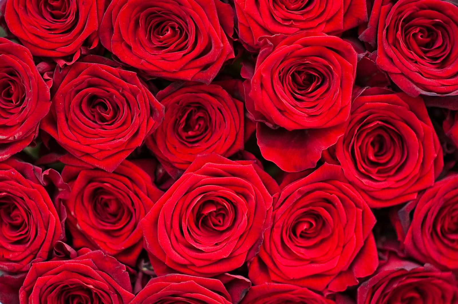 Rose is a rose is a rose is a rose