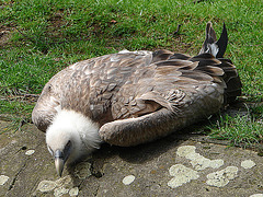 20060901 0657DSCw [D-DU] Gänsegeier (Gyps fulvus), Zoo Duisburg