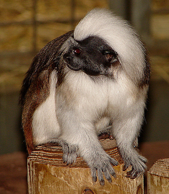 20060901 0675DSCw [D-DU] Lisztäffchen (Saguinus oedipus), Zoo Duisburg