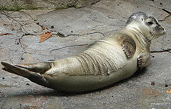 20060901 0637DSCw [D-DU] Seehund (Phoca vitulina), Zoo Duisburg