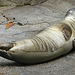 20060901 0637DSCw [D-DU] Seehund (Phoca vitulina), Zoo Duisburg
