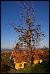 the little yellow house