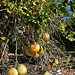 Grapefruit Orchard (2982)