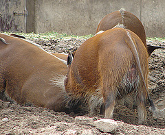 20060901 0642DSCw [D-DU] Buschschwein (Potamochoerus porcus), [Pinselohrschwein], Zoo Duisburg