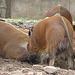 20060901 0642DSCw [D-DU] Buschschwein (Potamochoerus porcus), [Pinselohrschwein], Zoo Duisburg