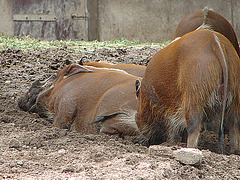 20060901 0643DSCw [D-DU] Buschschwein (Potamochoerus porcus), [Pinselohrschwein], Zoo Duisburg