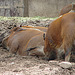 20060901 0643DSCw [D-DU] Buschschwein (Potamochoerus porcus), [Pinselohrschwein], Zoo Duisburg