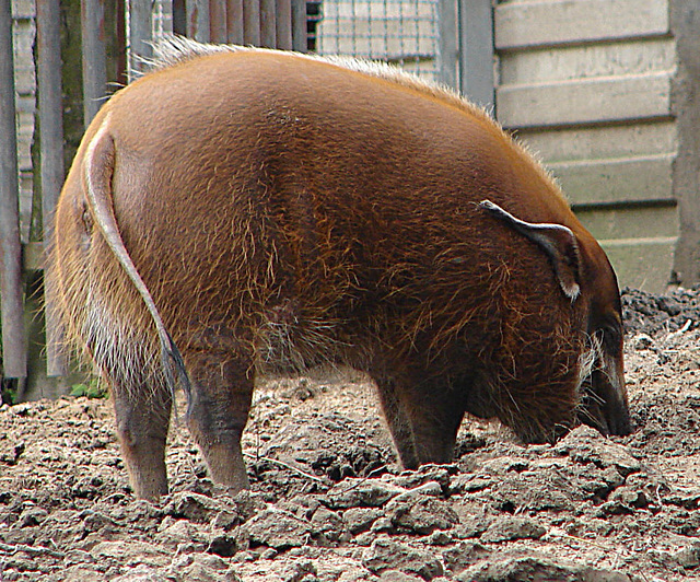 20060901 0644DSCw [D-DU] Buschschwein (Potamochoerus porcus), [Pinselohrschwein], Zoo Duisburg