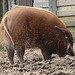 20060901 0644DSCw [D-DU] Buschschwein (Potamochoerus porcus), [Pinselohrschwein], Zoo Duisburg