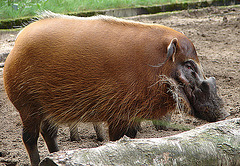 20060901 0645DSCw [D-DU] Buschschwein (Potamochoerus porcus), [Pinselohrschwein], Zoo Duisburg