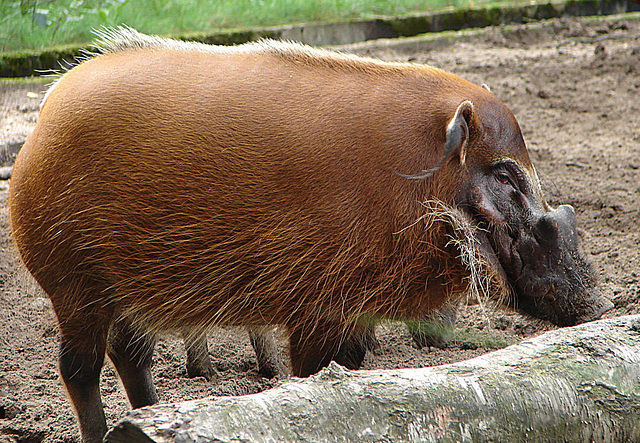 20060901 0645DSCw [D-DU] Buschschwein (Potamochoerus porcus), [Pinselohrschwein], Zoo Duisburg