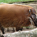 20060901 0645DSCw [D-DU] Buschschwein (Potamochoerus porcus), [Pinselohrschwein], Zoo Duisburg