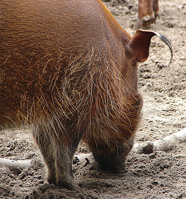 20060901 0646DSCw [D-DU] Buschschwein (Potamochoerus porcus), [Pinselohrschwein], Zoo Duisburg